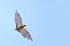 Straw-coloured fruit bat (Eidolon helvum)