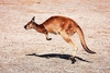Western grey kangaroo (Macropus fuliginosus)