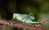 Great green bush-cricket (Tettigonia viridissima)