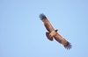 Cassin's hawk-eagle (Aquila africana)
