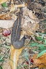 Ash-black slug (Limax cinereoniger)