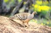 Mallee fowl