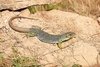 Ocellated lizard (Timon lepidus)