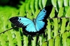 Blue mountain swallowtail (Papilio ulysses)