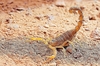 Common yellow scorpion (Buthus occitanus)