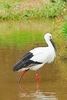 Oriental white stork (Ciconia boyciana)