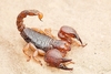 Largeclawed scorpion (Scorpio maurus)