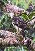Flores hawk-eagle (Nisaetus floris)