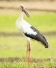 Maguari stork (Ciconia maguari)