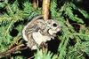 Siberian flying squirrel (Pteromys volans)