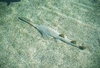 Smalltooth sawfish (Pristis pectinata)