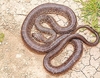 Horseshoe whip snake (Hemorrhois hippocrepis)