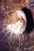Palau nautilus (Nautilus belauensis)