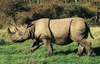 Sumatran rhinoceros (Indicator indicator)
