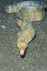 Barred moray eel (Echidna polyzona)