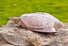 Spiny softshell turtle (Apalone spinifera)