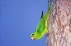 Green parakeet (Psittacara holochlorus)