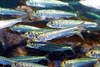 Japanese anchovy (Engraulis japonicus)