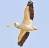 American white pelican (Pelecanus erythrorhynchus)
