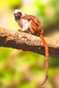 Cotton-top tamarin (Saguinus oedipus)