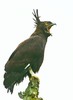Long-crested eagle (Lophaetus occipitalis)