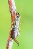 Common earwig (Forficula auricularia)