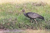 Giant ibis (Thaumatibis gigantea)