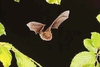 Brandt's bat (Myotis brandtii)