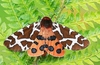 Garden tiger moth (Arctia caja)