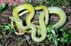 Green vine snake (Oxybelis fulgidus)