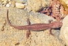 Corsican brook salamander (Euproctus montanus)