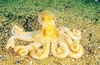 Spider octopus (Octopus salutii)