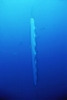 Giant oarfish (Regalecus glesne)