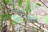 Wagler's pit viper (Tropidolaemus wagleri)