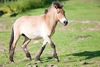 Przewalski's horse (Equus przewalskii)