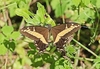 Bahaman swallowtail (Papilio andraemon)