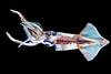 Common clubhook squid (Onychoteuthis banksii)