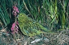 Ground parrot (Pezoporus wallicus)