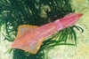 Cape Hope squid (Loligo reynaudii)