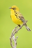 Prairie warbler (Setophaga discolor)