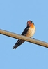 Pacific swallow (Hirundo tahitica)