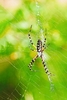 Yellow garden spider (Argiope aurantia)