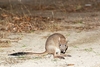 Brush-tailed rat kangaroo (Bettongia penicillata)