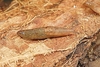 Marsh slug (Deroceras laeve)