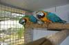 Fully Weaned Blue & Gold Macaws