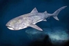 Megamouth shark (Megachasma pelagios)