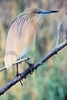 Squacco heron (Ardeola ralloides)