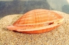 Smooth clam (Callista chione)
