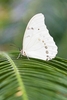 White morpho (Morpho polyphemus)