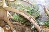 Spiny-necked monitor (Varanus spinulosus)